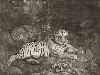 Deux tigres, gravés par l