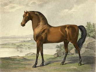 Warren Hastings arabe