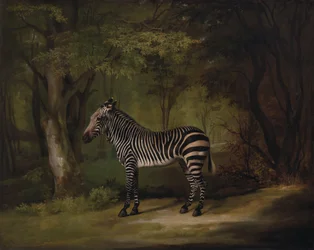 Zèbre