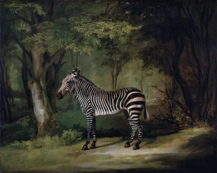 Zèbre