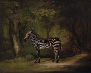 Zèbre, exposé en 1763