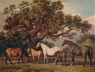 Juments et poulains, fin du 18ème siècle