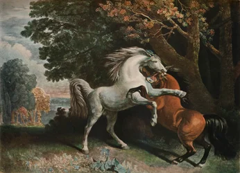 Chevaux se battant, 18ème siècle, 1902