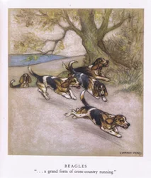 Beagles (lithographie couleur)