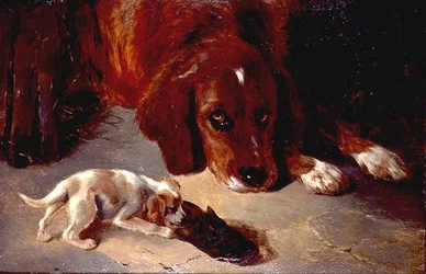 Un chiot curieux