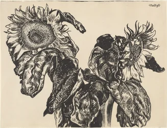 Tournesols