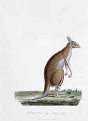 Histoire naturelle : tableau zoologique représentant le kangourou rouge dans « Œuvres complètes de Buffon » par le naturaliste Georges Louis Leclerc, Comte de Buffon (1707 - 1788). Gravure de 1837
