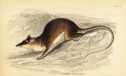 Opossum à quatre yeux brun, Metachirus nudicaudatus