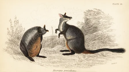 Pétrogale à queue en brosse, Petrogale penicillata, 1841