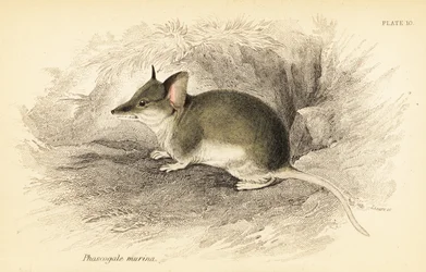 Dunnart commun, Sminthopsis murina