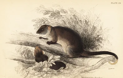 Phalanger à queue annelée commun, Pseudocheirus peregrinus, 1841