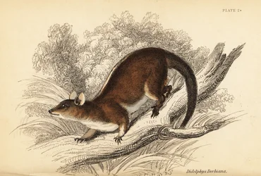 Opossum laineux de Derby, Caluromys derbianus