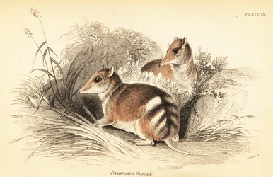 Bandicoot à bandes de l