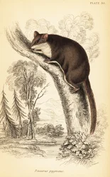Planeur pygmée, Acrobates pygmaeus (gravure)