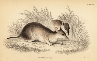 Bandicoot à long nez, Perameles nasuta (gravure)