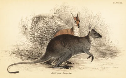 Wallaby à cou rouge, Macropus rufogriseus (gravure)