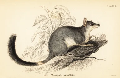 Tuan ou wambenger commun, Phascogale tapoatafa, 1841