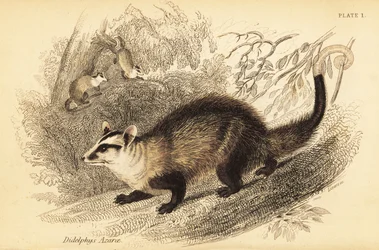 Opossum à oreilles blanches, Didelphis albiventris (gravure)