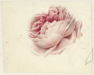 Rose rouge