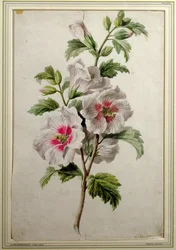 Rose trémière