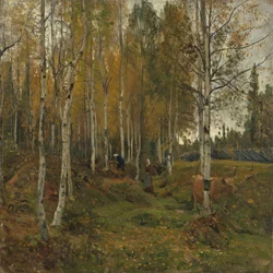 Les bouleaux en automne