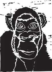Chimpanzé