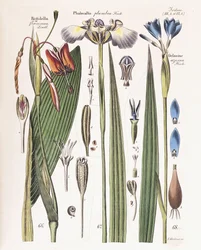 Une planche de "Zeitschrift fuer Gaertner, Botaniker und Blumenfreunde", 1840-43