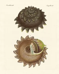 Une rare coquille de mollusque de la mer du Sud