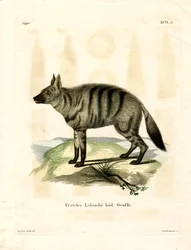 Protèle