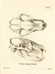 Protèle