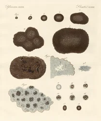 Organisation, type de reproduction et construction des truffes