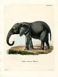 Éléphant Africain