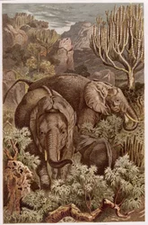 Éléphant d
