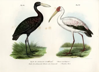 Cigogne épiscopale, 1864
