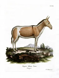 Âne Sauvage Africain