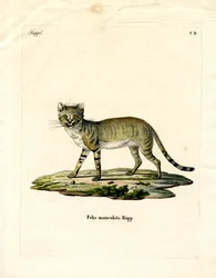Chat sauvage africain