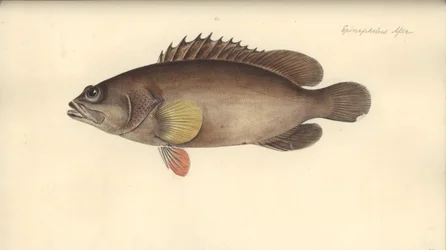 Alphestes afer, avant 1793