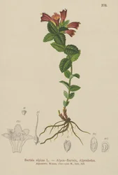 Bartsie alpine