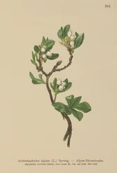 Busserole alpine (Arctostaphylos alpina, Arctostaphylos alpinus)