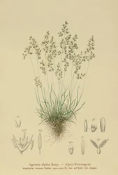 Agrostide alpine