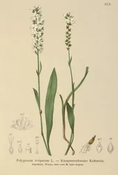 Renouée vivipare (Bistorta vivipara, Polygonum viviparum, Persicaria vivipara)