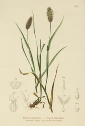 Fléole des Alpes (Phleum alpinum)