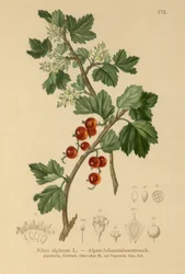 Groseillier des Alpes (Ribes alpinum)