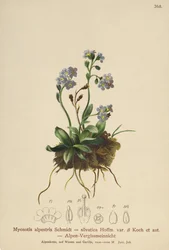 Myosotis des Alpes (Myosotis alpestris, Myosotis silvatica)
