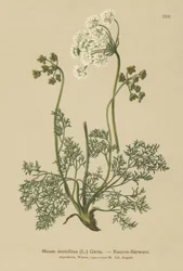 Livèche alpine (Meum mutellina, Ligusticum mutellina)