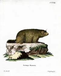Marmotte alpine
