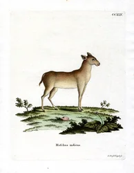Cerf porte-musc alpin