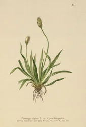 Plantain des Alpes (Plantago alpina)
