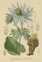Panicaut des Alpes (Eryngium alpinum)