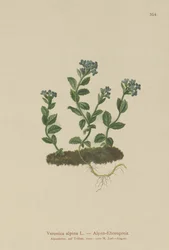Véronique alpine (Veronica alpina)
